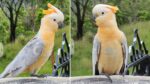 A rare Apricot spotted. Photo Source: Lenny Burtenshaw (Native Birds Australia Facebook Group)