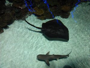 Representative Image. Shark and Sting Ray. Photo Source: avasquez (CC BY 4.0)