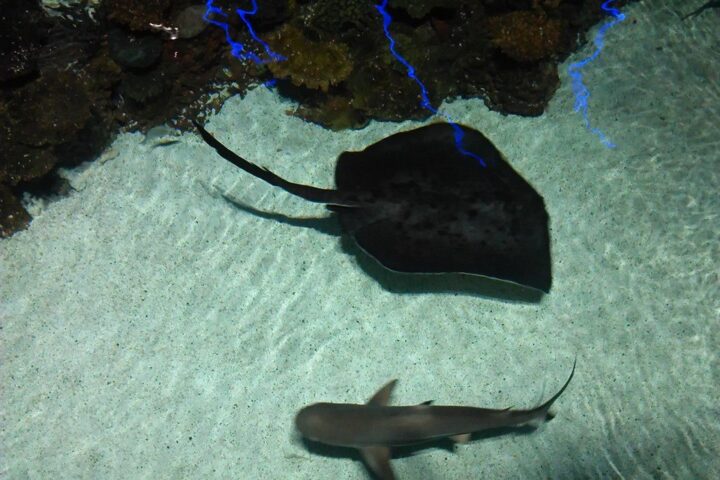 Representative Image. Shark and Sting Ray. Photo Source: avasquez (CC BY 4.0)