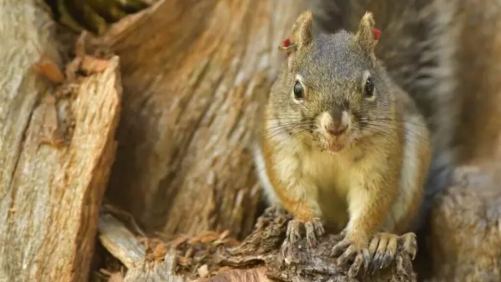 A Mount Graham red squirrel with red ear tags perches in a tree.