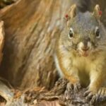 A Mount Graham red squirrel with red ear tags perches in a tree.