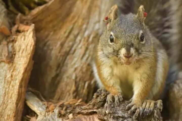 A Mount Graham red squirrel with red ear tags perches in a tree.