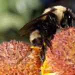 Suckley's cuckoo bumble bee on a Gaillardia flower (Gaillardia aristata).. Photo Credits: Kim Mann