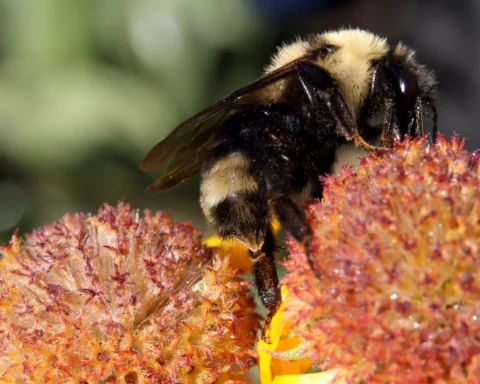 Suckley's cuckoo bumble bee on a Gaillardia flower (Gaillardia aristata).. Photo Credits: Kim Mann