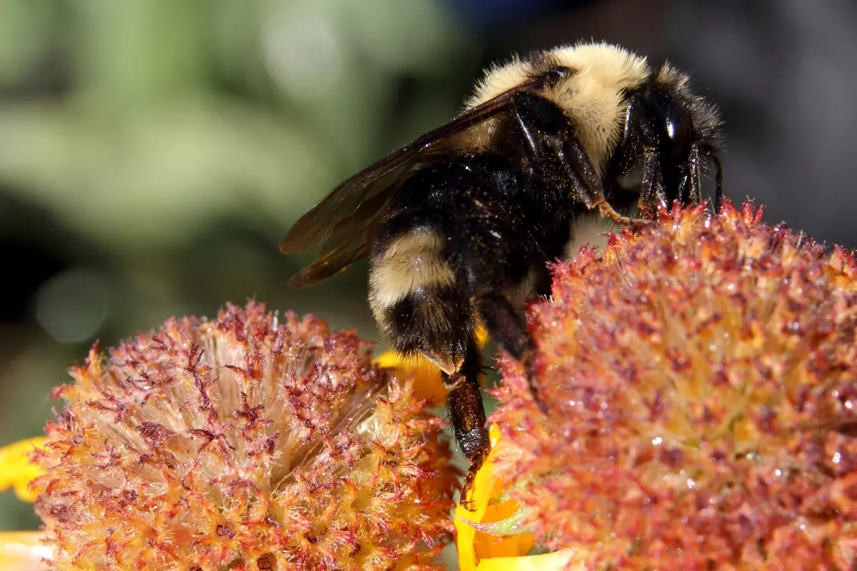 Suckley's cuckoo bumble bee on a Gaillardia flower (Gaillardia aristata).. Photo Credits: Kim Mann