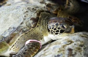 Representative Image. One of several sea turtles rescued from the Mosquito Lagoon is ready for release.