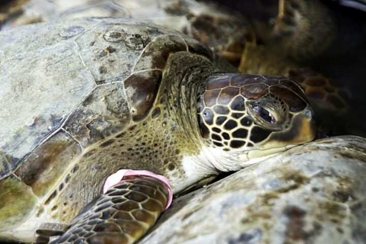 Representative Image. One of several sea turtles rescued from the Mosquito Lagoon is ready for release.