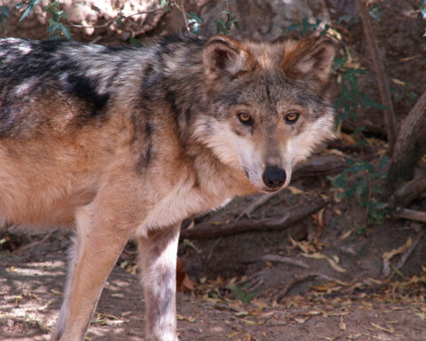 Representative Image. Mexican Wolf. Photo Source: Exia Photography (CC BY 2.0)