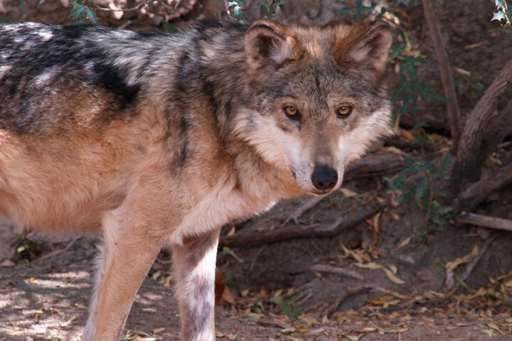 Representative Image. Mexican Wolf. Photo Source: Exia Photography (CC BY 2.0)