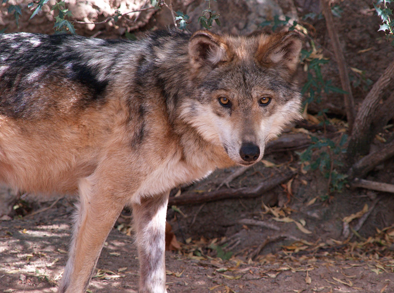 Representative Image. Mexican Wolf. Photo Source: Exia Photography (CC BY 2.0)