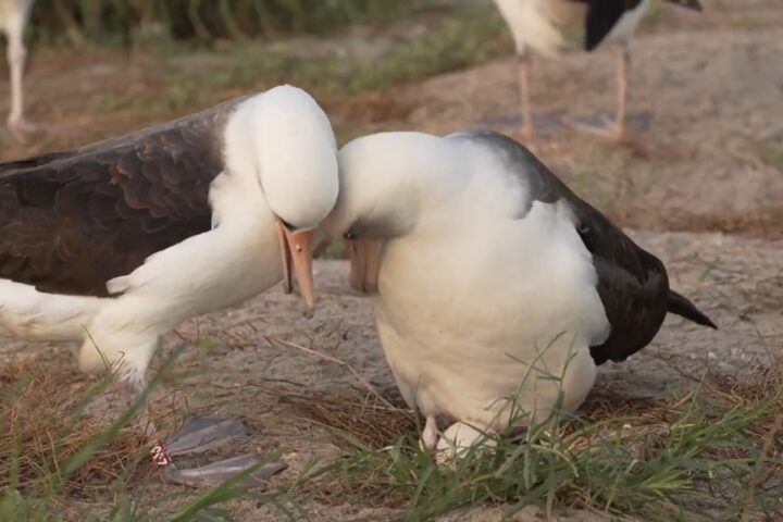 Wisdom, the world’s oldest known wild bird, is back with a new partner and just laid yet another egg. Photo Credits: Dan Rapp