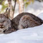 Canada Lynx Hero.