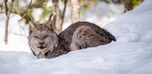 Canada Lynx Hero.