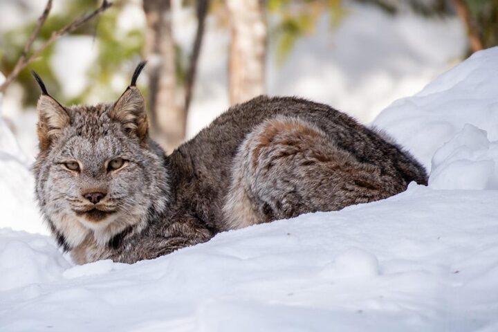 Canada Lynx Hero.