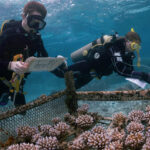 Authors of the study monitoring corals they selectively bred for high heat tolerance at an ocean nursery in Palau. Photo Credit: James Guest