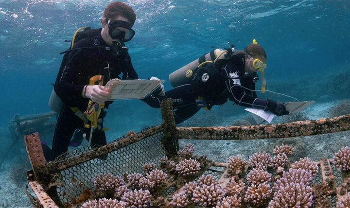 Authors of the study monitoring corals they selectively bred for high heat tolerance at an ocean nursery in Palau. Photo Credit: James Guest