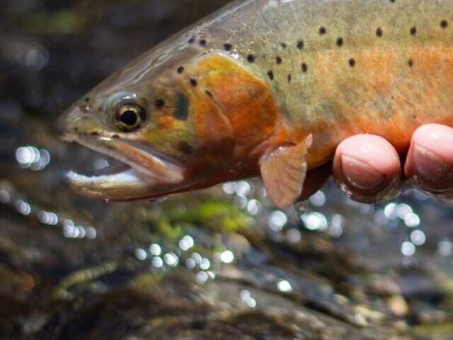 Rio Grande Cutthroat Trout