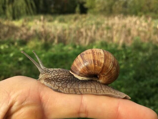 cropped-1329-Endangered-Desertas-Snails-Return-Home-After-100-Years-10.jpeg