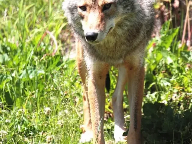 Coyote