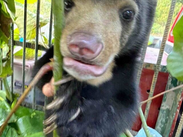 16 of 18 Bear Cubs Rescued in Laos Survive Brutal Wildlife Trafficking (Poster Image)