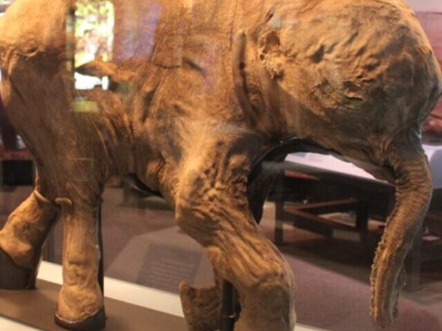 cropped-50000-Year-Old-Baby-Mammoth-Yana-Found-in-Siberias-Batagaika-Crater-Exceptionally-Preserved-Specimen-8.jpg