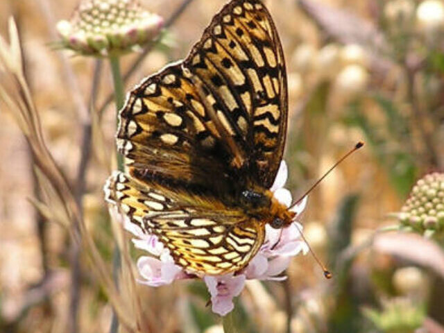 $62.5M Plan Targets Callippe Silverspot Butterfly Recovery Public Input by Feb 18 (Poster Image)