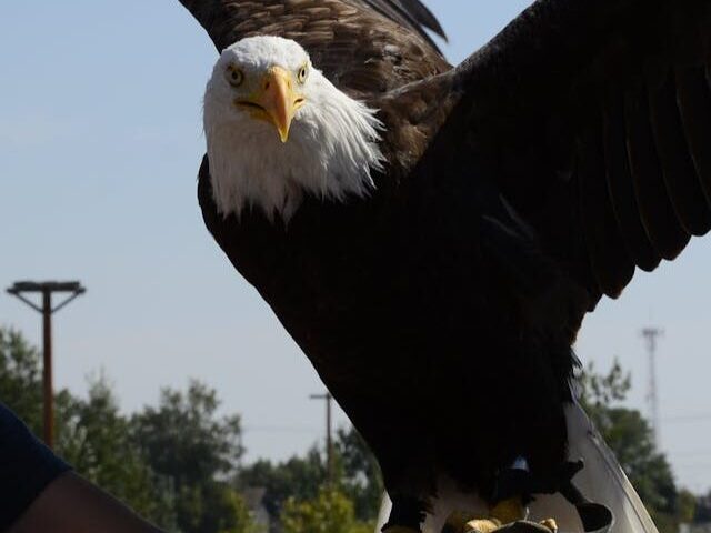 Bald Eagle on Person's Arm