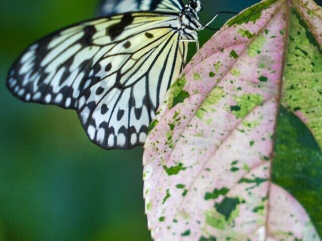 FR Press Releases Back by popular demand! Published: December 9, 2024 Live butterflies return to the Museum