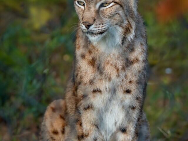 Canada Lynx Returns to Vermont 15 Sightings and a 60-Mile Journey (4)