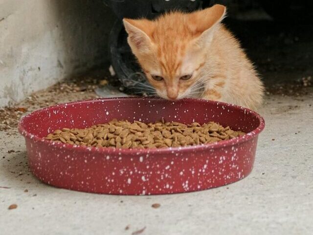 Cat's Death Sparks Bird Flu Pet Food Recall (9)