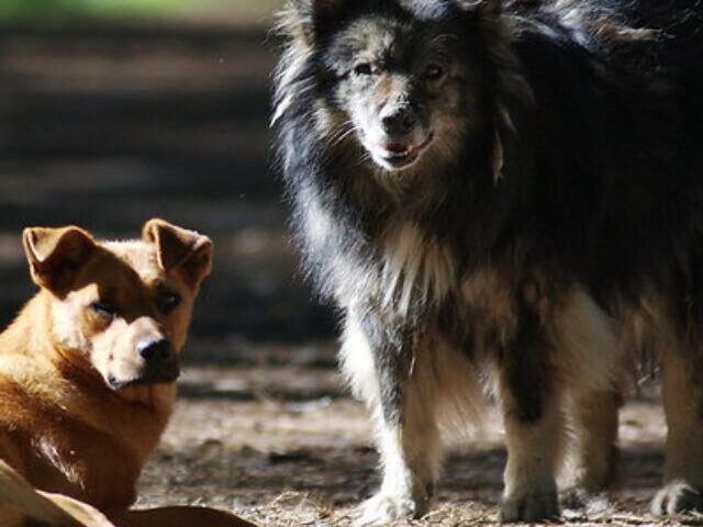 Representative Image. Stray dogs in the forest. Photo Source: zhaso (CC BY-NC-SA 2.0)