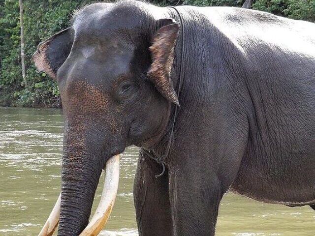 Representative Image. Elephant Sumatra. Photo Source: Léodras (CC BY-SA 4.0)