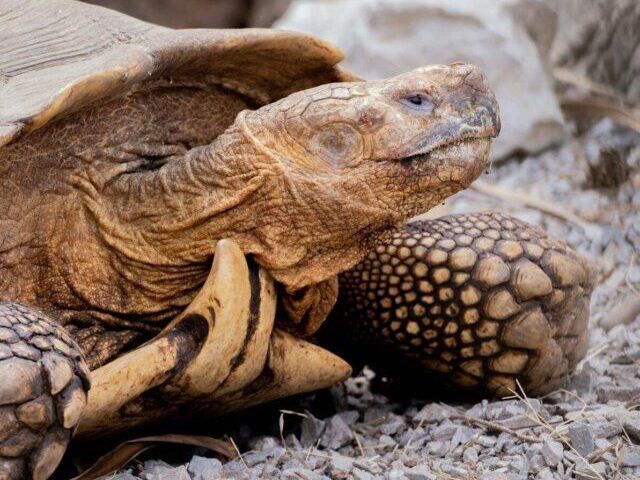 Desert Tortoise Declines 96% Since 1970s—California Lists as Endangered (7)