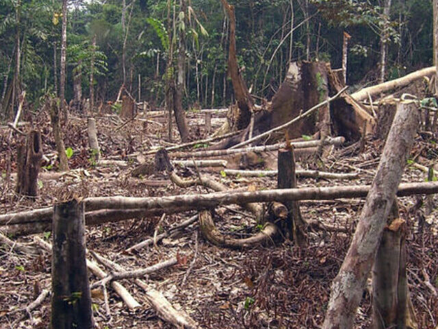 EU Delays Deforestation Law to 2025 (7)