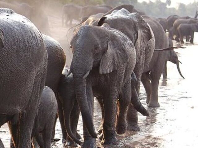 Representative Image. Elephants Walking Along River in Botswana. Photo Source: USAID Biodiversity and Forestry (CC BY-NC 2.0)