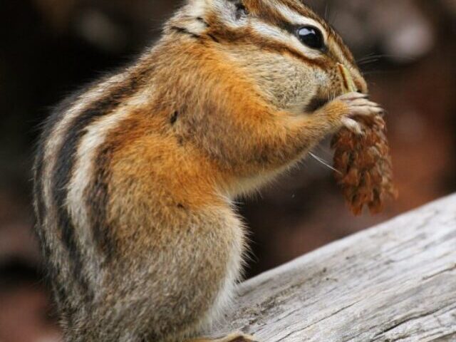 Tamias minimus (Least Chipmunk), Glacier National Park, USA