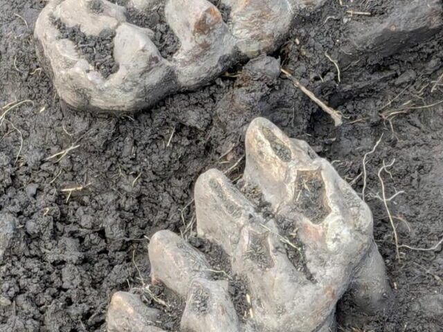 First Mastodon Jaw in 11 Years Found in NY Backyard (7)