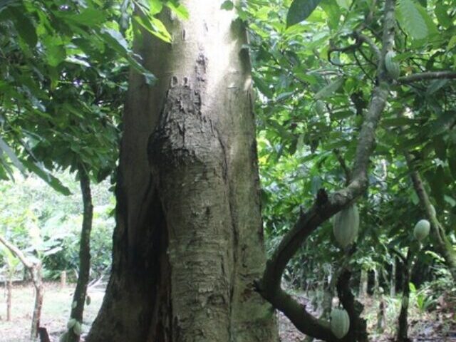 Cocoa plant with shade tree.