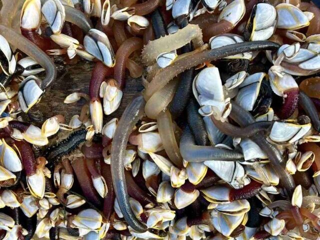 Gooseneck Barnacles. Photo Source: Susan McCarthy (Facebook)