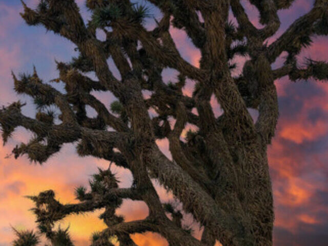 Joshua Tree. Photo Source: California Department of Fish & Wildlife