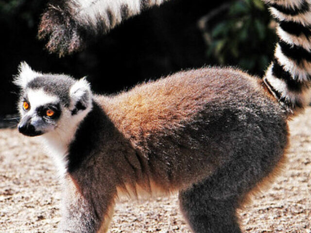 Representative Image. Ring-tailed Lemur (Lemur catta), Isalo National Park, Madagascar. Photo Source: GRID-Arendal (CC BY-NC-SA 2.0)