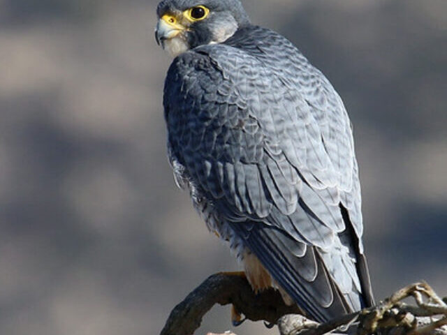 Representative Image. Peregrine Falcon (Falco peregrinus). Photo Credits: Jamie Chavez (CC BY-NC 2.0)