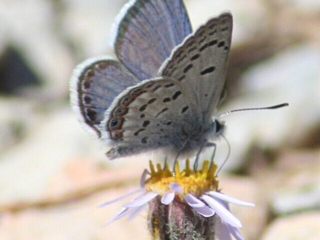 Mount Charleston Blue Butterfly's Habitat Revived Post-2013 Wildfire (6)