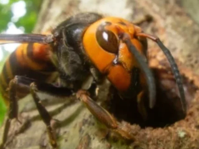 Murder Hornets' Eradicated in U.S. After 5 Years (2)