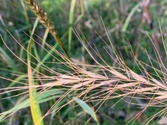 Native grasses, like wildrye, can help reduce the number and size of new buckthorn. Credit: Mike Schuster