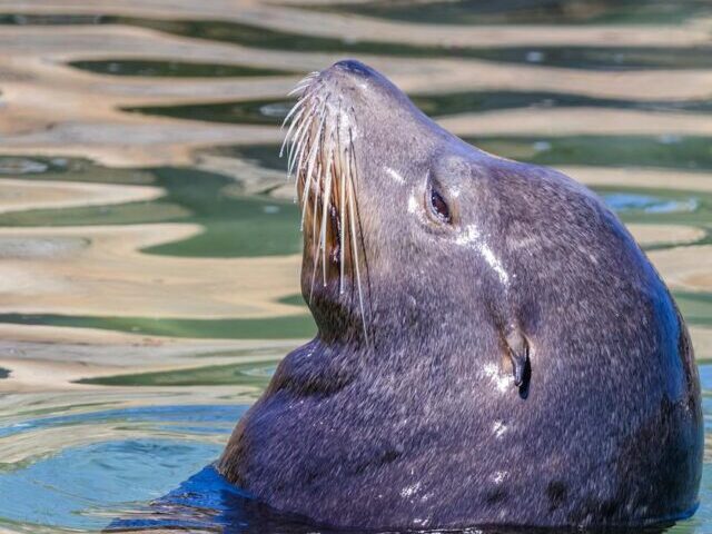 Norfolk's Grey Seal Pups Surge from 25 to 4,000 Amid Rising Sea Levels (11)