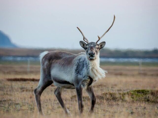 Nuiqsut Gains Control Over 1M Acres to Protect Caribou Habitat (5)