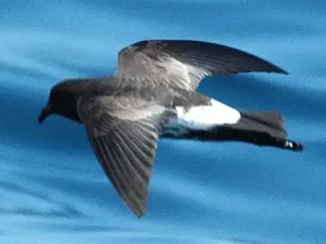 Polynesian Storm-Petrels Return After 100+ Years (Poster Image)