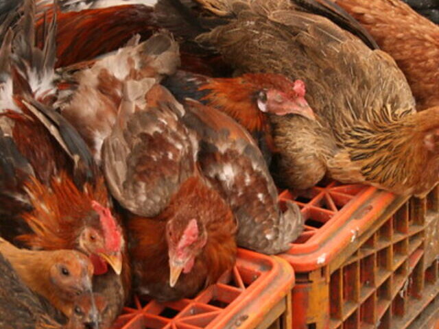 Severe H5N1 Case in Louisiana; California Declares Emergency (7)