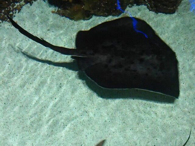 Representative Image. Shark and Sting Ray. Photo Source: avasquez (CC BY 4.0)